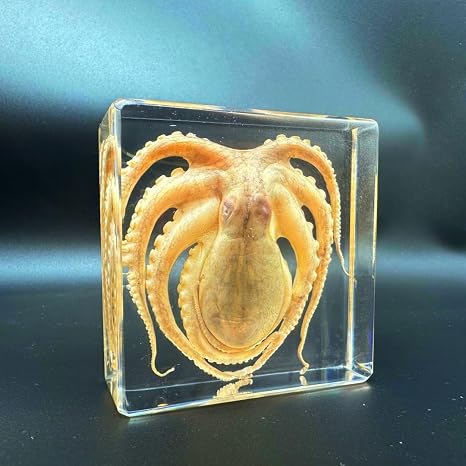 Real octopus specimens, resin octopus specimens, animal specimens for scientific classroom education, animal skulls, Oddities, Biology, A great gift for animal specimen enthusiasts (Octopus 3x3x1inch)
