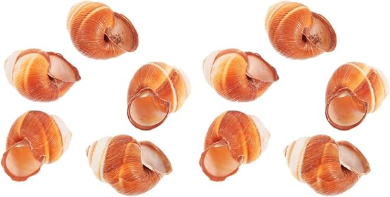 Happyyami 10 Pcs French Snail Shell Escargot Shells Snail Shells French Decor Hermit Crab Food Large Shells for Crafts Seafood Plate Baked Shells
