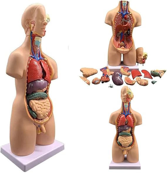 4D Anatomical Assembly Model Of Human Organ 19Pcs Male/Female 55cm Long Human Model Human Body Model Anatomical Body Internal Organs
