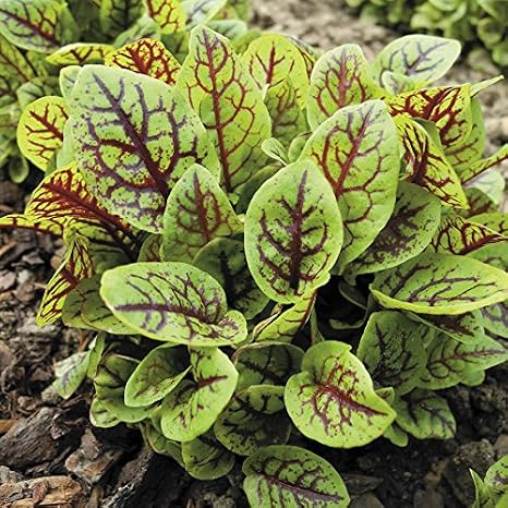Sorrel Red Veined Seeds | Perennial Ornamental Plant and Salad Green | Unique Citrus-Like Flavor for a Crisp, Leafy Green | Heirloom Seeds by Liliana's Garden | Rumex sanguineus VAR Red Vein
