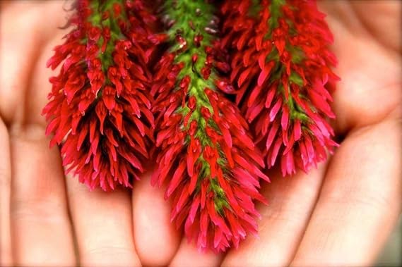Crimson Clover Seed: (Non-GMO) Coated & Inoculated - 1 Lb.