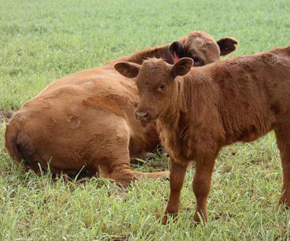 Hancock Seed Co. Southeast Cattle Forage Spring & Summer Seed Mix - 50 lbs.