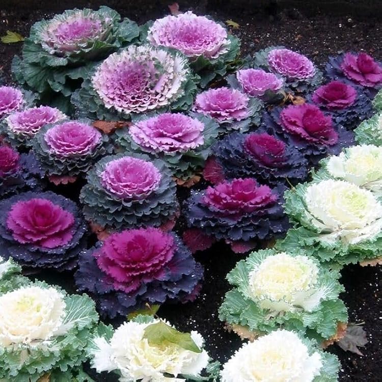 Flowering Kale Large-Leaf Mix Giant Heirloom Cabbage Ornamental Vegetable Non GMO for Planting