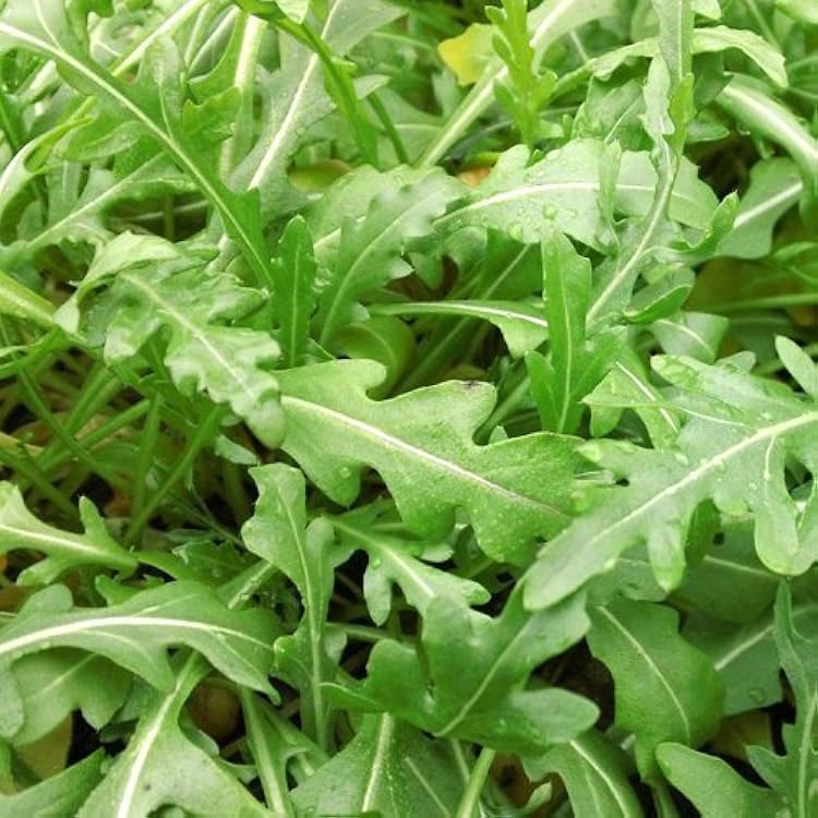 Dirt Goddess Super Seeds ~ Arugula Seeds 14 lb 41,250 Seeds Bulk Non GMO
