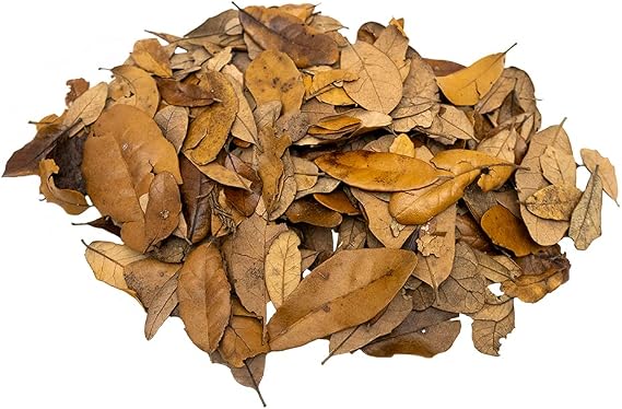 XYZReptiles Premium Live Oak Leaf Litter Isopod Substrate Terrarium Bedding (1 Gallon)