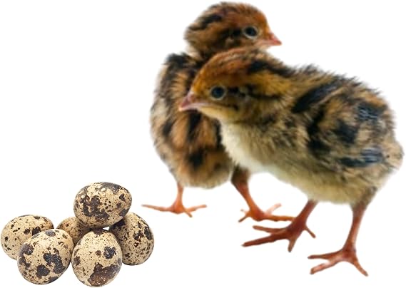 Daily Bread Homestead 48+ Coturnix Quail Fertile Hatching Eggs