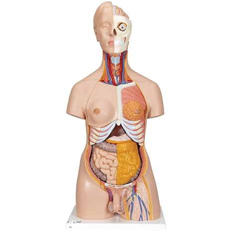 3B Scientific Deluxe Dual Sex Torso 20 Part + free anatomy software - 3B Smart Anatomy