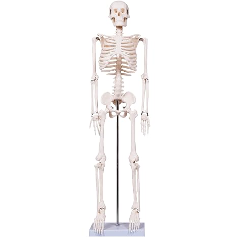 breesky Scientifc Human Skeleton Model for Anatomy, 33.4 Skeleton Model with Metal Stand, Removable Arms&Legs for Student to Study Human Skeleton Anatomy System, Halloween Decor, Manual Included