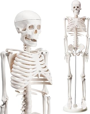 Briwooody Human Skeleton Model for Anatomy 33.4 Model Half Size Human Skeleton with Base Movable Arms and Legs for Students and Teachers