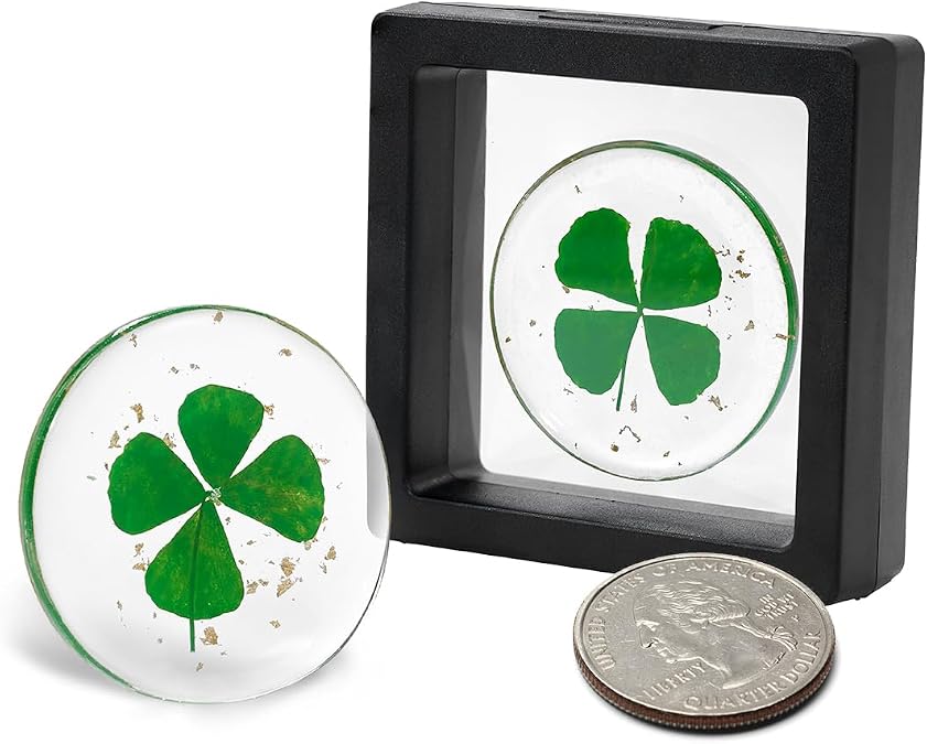 Real Four Leaf Clover, Authentic 4 Leaf Clover Good Luck Charm 1.25, Ideal for Gifts, Lucky Charm Clover For Family (Including Gold Leaf) (Classic)