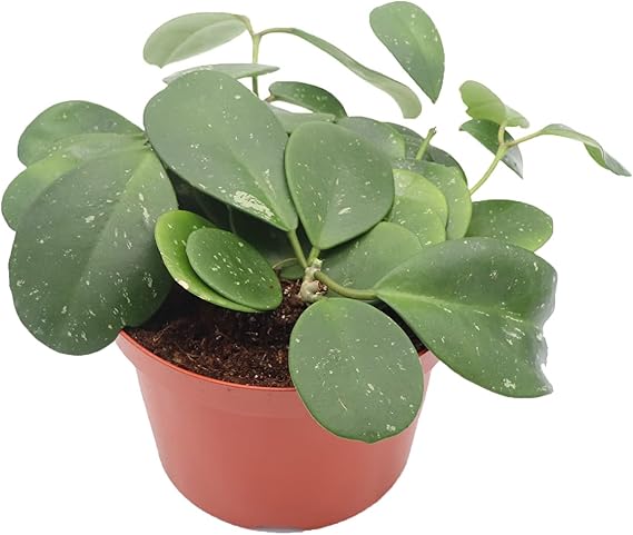 Hoya Obovata Splash - 8'' from California Tropicals