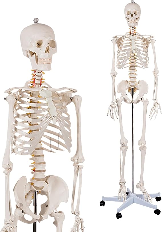 GLACER Skeleton Model, 70.8" Life Size Human Skeleton w/Roller Stand, 2 Casters with Brake, Moveable Arms, Legs and 3 Lower Teeth, Dust Cover & Poster, Anatomical Skeleton for Medical Study