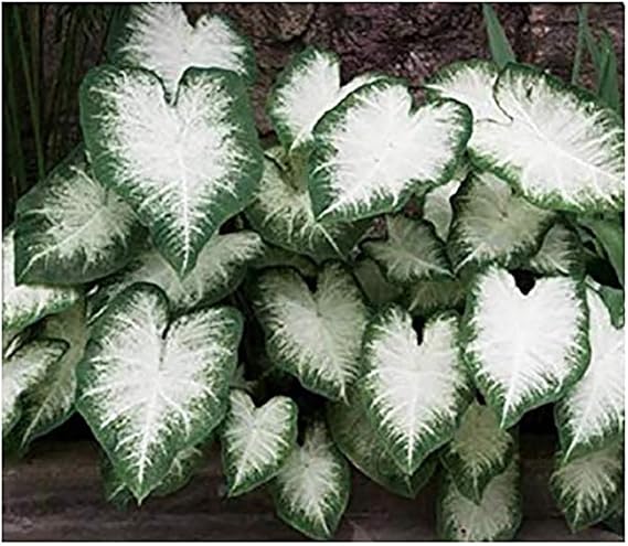 Fancy Leaf Caladium Bulbs for Planting - Large Root Bulb - Aaron - Giant Heart-Shaped Flower Plant - Hardy in Zones 9-11