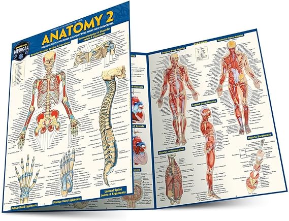 Anatomy 2 - Reference Guide (8.5 x 11): a QuickStudy Laminated Reference Guide (Quick Study Academic)