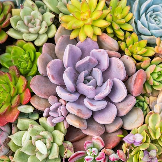 15 Assorted Succulent Cuttings
