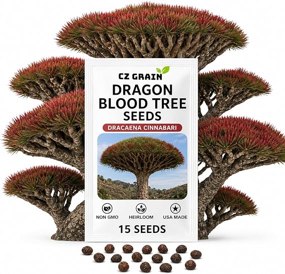 15 Dragon Blood Tree Seeds | Dracaena Cinnabari Exotic Tree Seeds