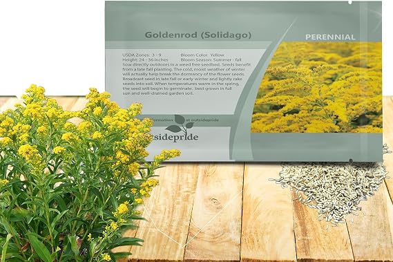 Outsidepride 5000 Seeds Perennial Solidago Stiff Goldenrod Flower