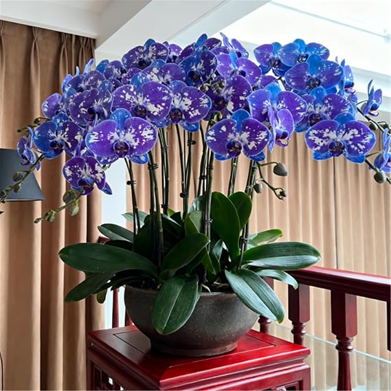 Cold-Hardy Perennial Cymbidium Orchid - Cymbidium Orchid rhizomes - Desktop and windowsill Decorative Plants/that Grow Fast/Golden Jade Carving/Garden-3 Roots-G