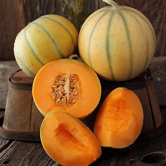 Charentais Melon Seed - 1 g Packet ~30 Seeds - Non-GMO, Heirloom, Open Pollinated VegetableFruit Gardening Seeds