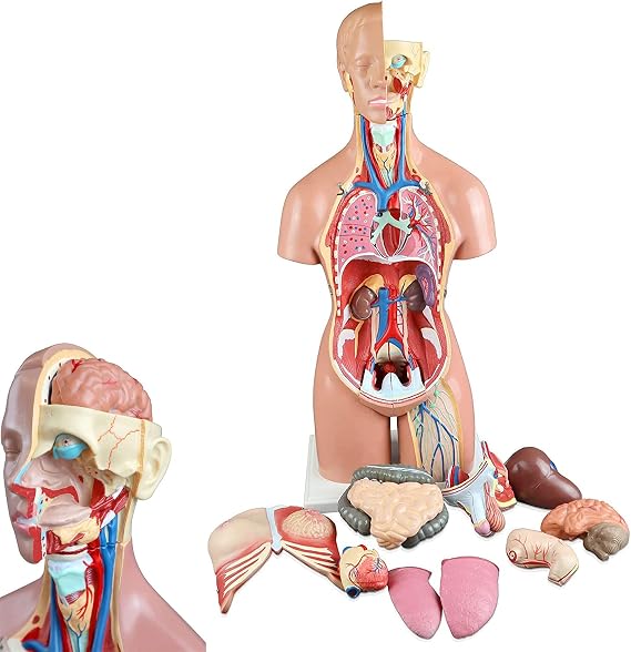 Educational Model,19 Parts Torso Anatomy Model 55cm Human Anatomy Model Unisex Human Torso Model with Organ Human Body Anatomical Model Body s Skeleton Skeleton Model