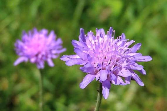 Field Scabious Wild Flower Seeds - Knautia arvensis | Native British Wildflower, Approx. 150 Seeds