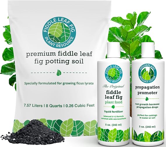 Fiddle Leaf Fig Propagation Bundle
