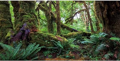 AWERT 48x20 inches Tropical Forest Terrarium Background Green Huge Tree Reptile Habitat Background Rainforest Aquarium Background Durable Polyester Background