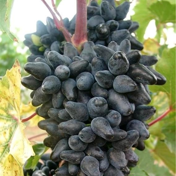 Good for Containers,Grape Vine Plant,Excellent Display, Ggrape Bare Root,Finger Grape Root-4 Roots-C