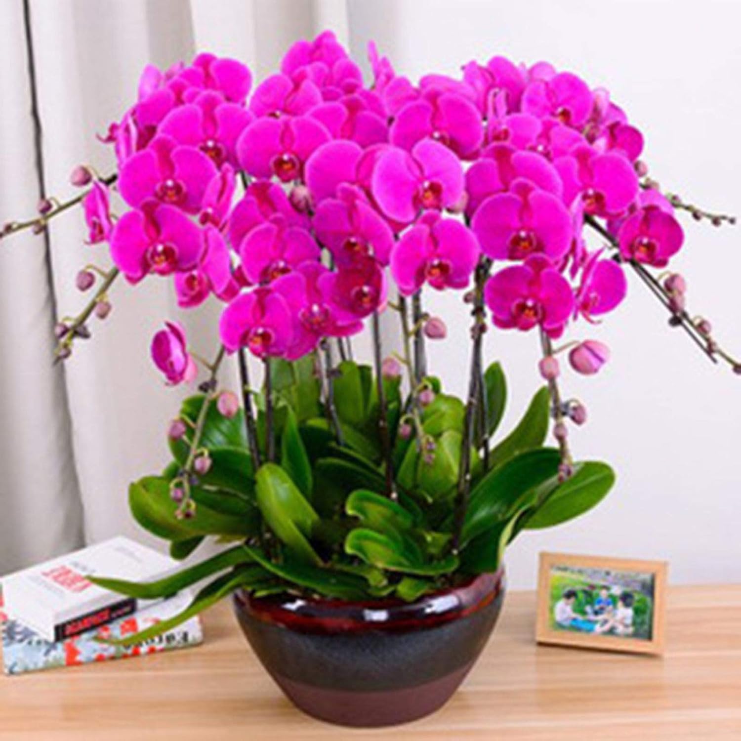 100Pcs Orchid Seeds Flower Plant Home Office Ornament Garden Window Bonsai Decor - Purple - Flower Seeds Vegetable Seeds Fruit Seeds Garden Plant Seeds