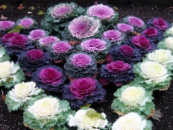 Seeds Flowering Kale Cabbage Ornamental Decorative Large-Leaved Mix Beatiful Cut Flowers for Planting Non GMO
