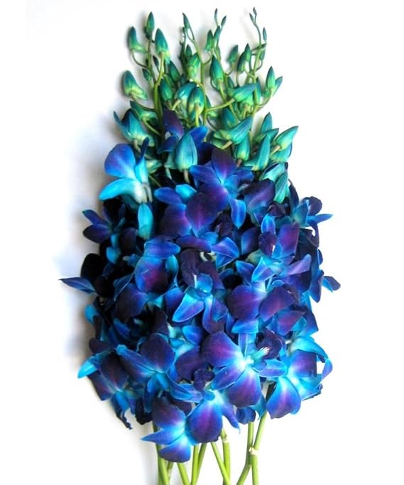 Just Orchids Fresh Blue Dendrobium Orchids