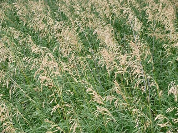 Smooth Brome Grass Seeds for Planting - Easy to Grow Bromegrass (10 Pounds)