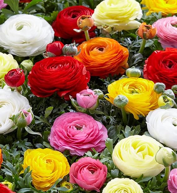 Votaniki Butter Cups Ranunculus Double Blooming Mixed - 12 Largest Size Corms Bulbs