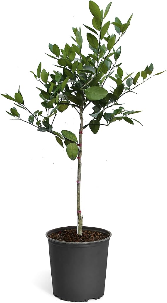 Brighter Blooms Tangelo Tree, 2-3 ft.