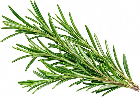 Rosemary Seeds for Planting Non-GMO Herb Seeds for Indoor Outdoor Herb Garden, Container Gardening, Kitchen Herbs, Fragrant Perennial Rosemary Plant Seeds