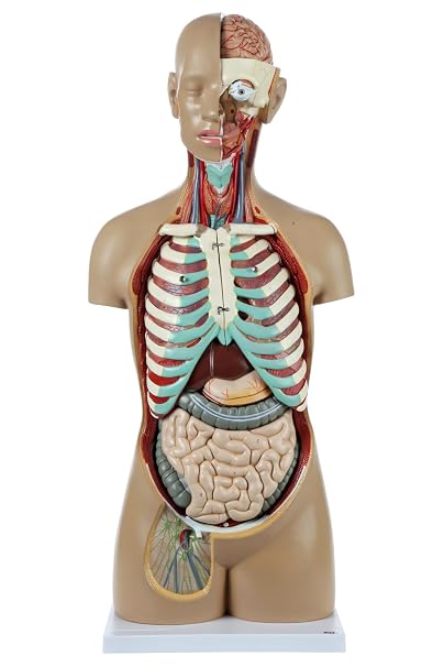Axis Scientific 34" Life-Size Unisex Torso Model, 18 Removable Organs Including Brain, Heart, Lungs, and Digestive System, Open Back Design, 108 Labeled Structures, Study Guide Included