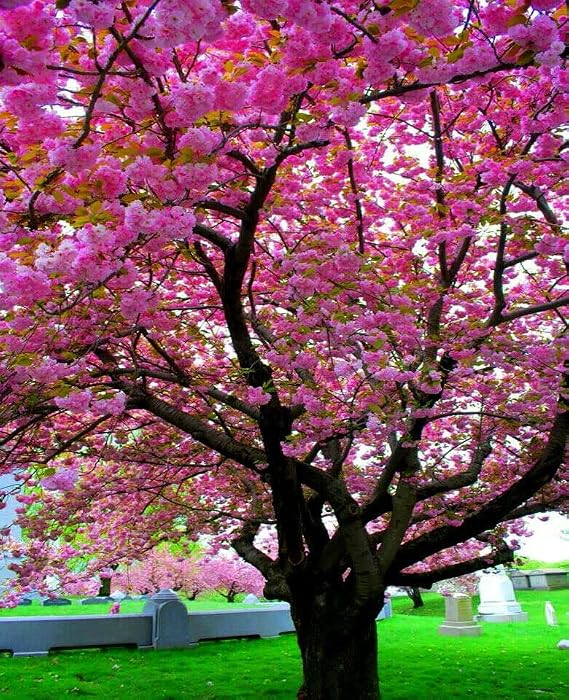 5 Seeds Japanese Sakura Cherry Blossom Tree Seeds | Prunus sargentii Hardy Flower Plant