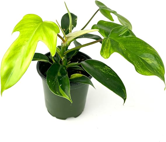 Philodendron Florida Green Beauty Air Purifying Easy Care Potted Plant, 4" Pot