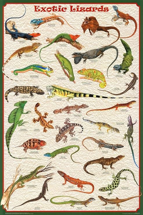 (24x36) Exotic Lizards Reptiles Educational Science Chart Poster