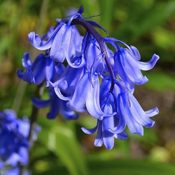 5 Traditional Bluebell Bulb Corm Summer Autumn Growing Garden Spring Flower