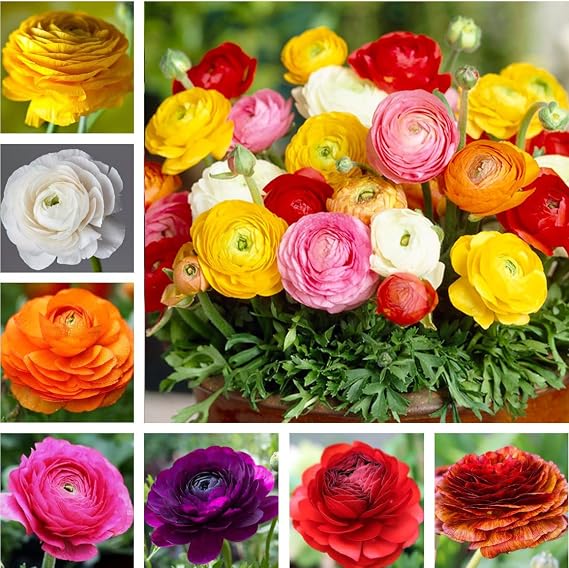 10PCS Mixed Color Yellow/Red/Pink/Purple/White MulticoloredRanunculus Bulbs Double Buttercups Spring Rose Bulb Wedding Flower Bulbs (10, Mix Color 2)