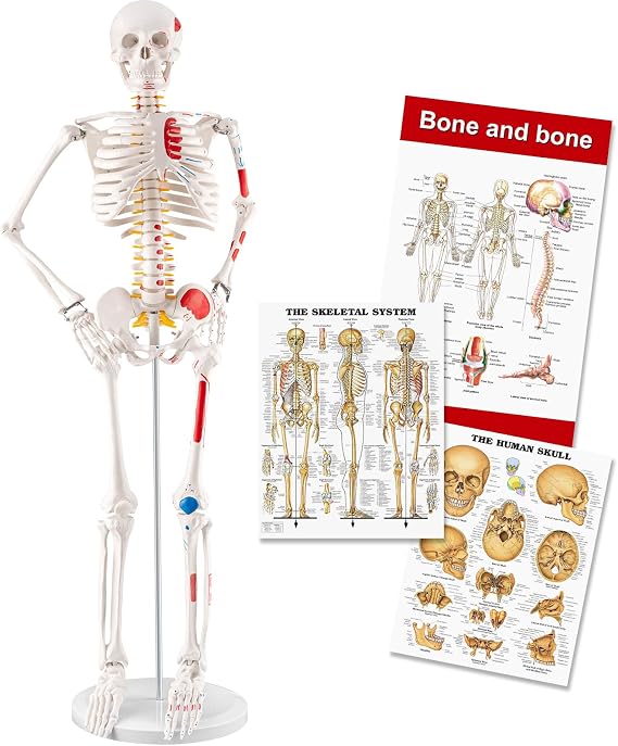 TYRRDE 33.4 Human Skeleton Model with Removable Arms & Legs Durable Mini Anatomy Model for Teaching, Scientific Study Painted with Numbered Muscle Markings & Display Base (beige)