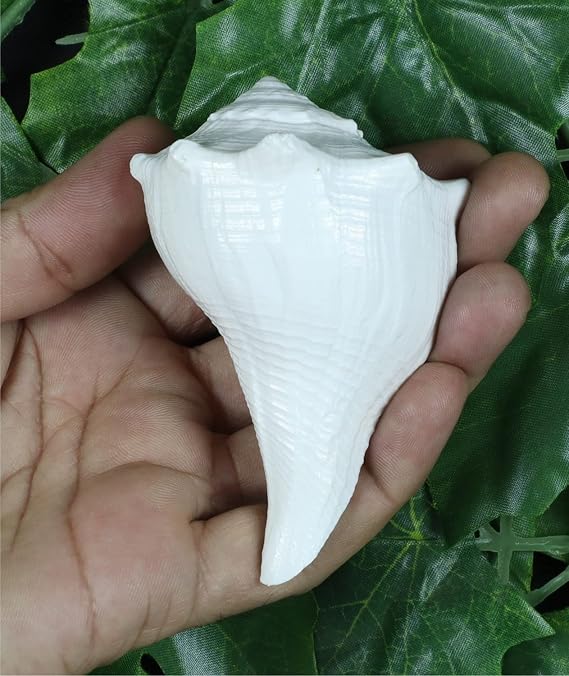 ASHIRWAD Dakshinavarti Original Shankh Valampuri Sangu Right Handed Lakshmi Shankh Conch Shell (3 inch)