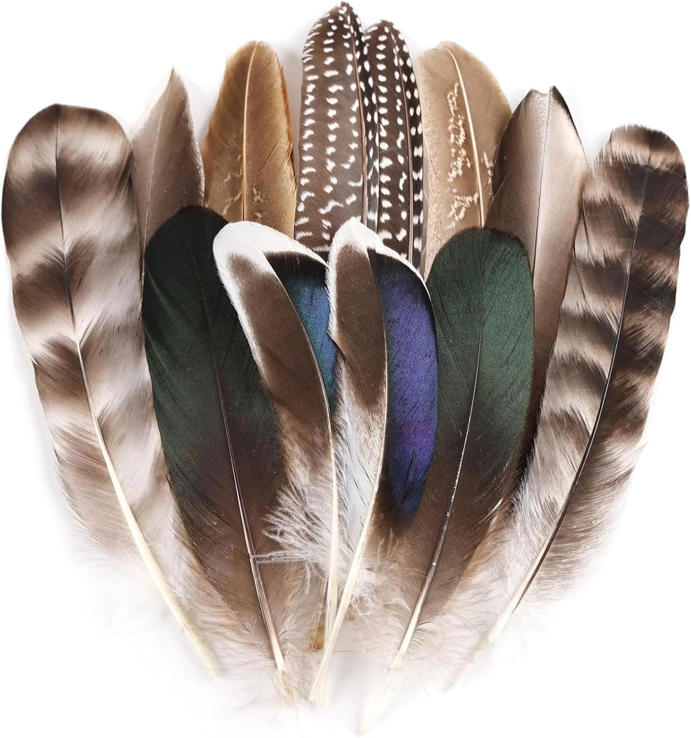 12 Pieces Natural Pheasant Feathers, Feathers in 6 Different Designs for DIY Crafts such as Hats, Floral Arrangements, Halloween, Carnival, Dream Catchers and Decorations