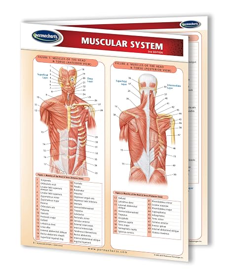Muscular System Guide - Laminated Medical Quick Reference Guide by Permacharts