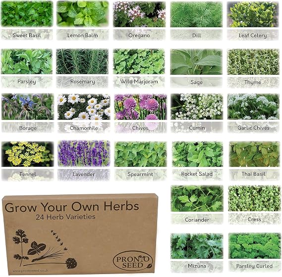 Pronto Seed Herb Bumper Pack Grow Your Own Kit - 24 Varieties | Aromatic, Mediterranean, garden & classic herb varieties. Gardening gift for women and men.