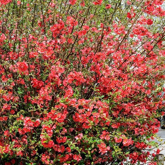 Chaenomeles speciosa 'Scarlet Storm' Thorn-Free Flowering Quince with Fully Double Scarlet Blooms, 1X 18 Litre Pot by Thompson and Morgan
