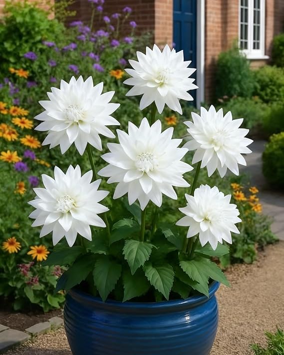 Dahlia Bulbs – Large Healthy Tubers for Vibrant and Colourful Summer Blooms，Hardy Perennial, Excellent Display-2bulbs-V