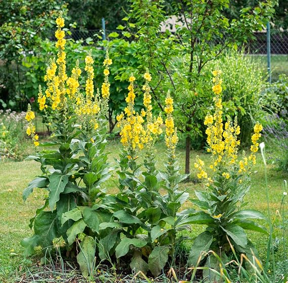 Great Mullein Verbascum thapsus 1500 Seeds Heirloom - Non GMO - Open Pollinated