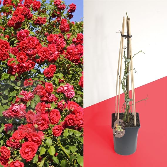 1 Fragrant Outdoor Climbing Rose Bush in Tall Pot with Trellie Hardy Plant Garden Shrub Summer Autumn Flowering for Decoration Border Patio Gift Present - Long Lasting Red Flower Bloom